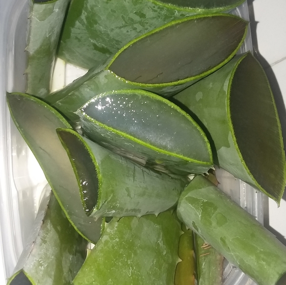 Olivera - Picture 3 of 4